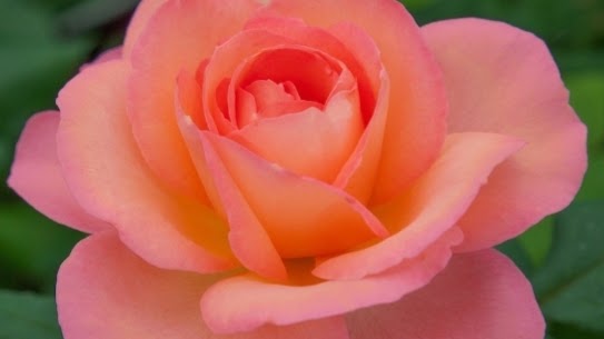 Rosa